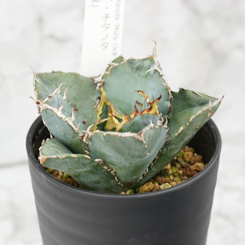 アガベ・チタノタ ”白鯨” 4.5号鉢 四国ガーデン 人気 多肉植物 インテリア 観葉植物 グリーン リラックス｜C74