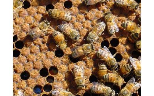 はちみつ びわ蜜×２本【2026年1月末以降発送】藤田養蜂場 ハチミツ 蜂蜜 ｜B38