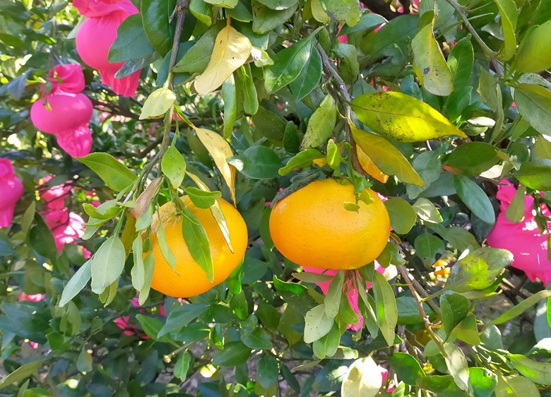 みかん 甘平 約2.5kg バラ詰め 数量限定【2月上旬から順次発送予定】 愛媛 人気 柑橘 国産 フルーツ 伊予市｜B519