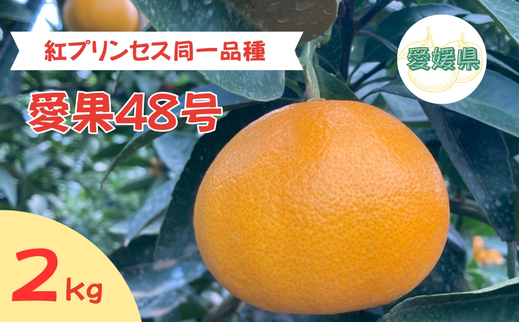 【2026年3月発送予定】愛果48号 2kg L〜2Lサイズ 紅プリンセス同一品種 農園直送 みかん 愛媛 人気 数量限定 先行予約 柑橘 伊予市｜B169