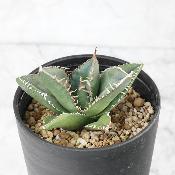 ã¢ã¬ãã»ãã¿ãã¿ ãåã¢ããªã«ãã€ã€ã¢ã³ãã 3.5å·é¢ æ°ééå® ååœã¬ãŒãã³ äººæ° å€èæ€ç© ååœã¬ãŒãã³ äººæ° èŠ³èæ€ç© ã°ãªãŒã³ ãªã©ãã¯ã¹ ïœD49