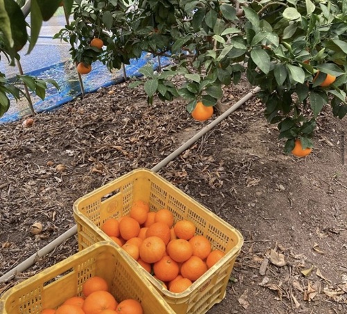 愛果28号 5kg ご家庭用 訳あり レッスルファーム みかん 紅まどんなと同一品種 愛媛【2026年11月下旬から順次発送予定】先行予約 数量限定 おすすめ 美味しい おいしい グルメ フルーツ くだもの 愛媛県産 人気 柑橘 伊予市｜B251