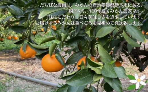 【2027年先行予約】せとか 3kg ご家庭用 みかん 愛媛 先行予約 【2027年2月上旬から順次発送】 数量限定 愛媛県産 人気 柑橘 伊予市｜B244