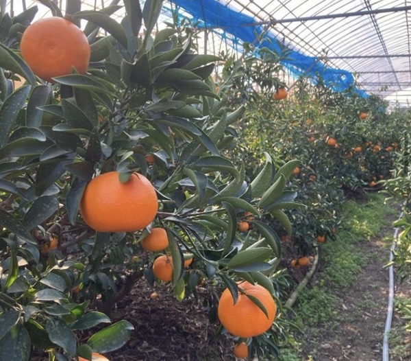 【2027年先行予約】みかん 愛媛県 せとか 5kg ご家庭用 訳あり レッスルファーム 【2027年1月下旬より順次発送】 数量限定 おすすめ 美味しい おいしい グルメ フルーツ くだもの 愛媛県産 人気 柑橘 伊予市｜B420
