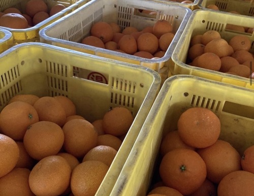 愛果28号 5kg ご家庭用 訳あり レッスルファーム みかん 紅まどんなと同一品種 愛媛【2026年11月下旬から順次発送予定】先行予約 数量限定 おすすめ 美味しい おいしい グルメ フルーツ くだもの 愛媛県産 人気 柑橘 伊予市｜B251