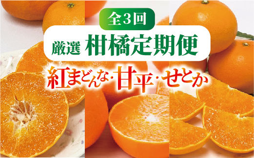 紅まどんな 甘平 せとか 定期便 全3回 みかんの定期便 柑橘 愛媛｜E17