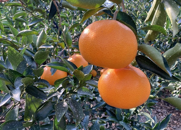 ã¿ãã æåªç ææ28å· 3kg åªå ã¬ãã¹ã«ãã¡ãŒã çŽ
ãŸã©ããªãšåäžåçš®ã2026幎11æäžæ¬ããé æ¬¡çºéäºå®ãå
è¡äºçŽ æ°ééå® ãåãå¯ã ãããã çŸå³ãã ãããã ã°ã«ã¡ ãã«ãŒã ãã ãã® æåªçç£ äººæ° ææ© äŒäºåžïœB252