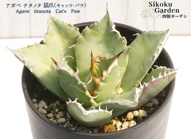 アガベ・チタノタ「猫爪（キャッツ・パウ）」 3.5号鉢 数量限定 四国ガーデン 人気 多肉植物 インテリア 観葉植物 グリーン リラックス｜B446