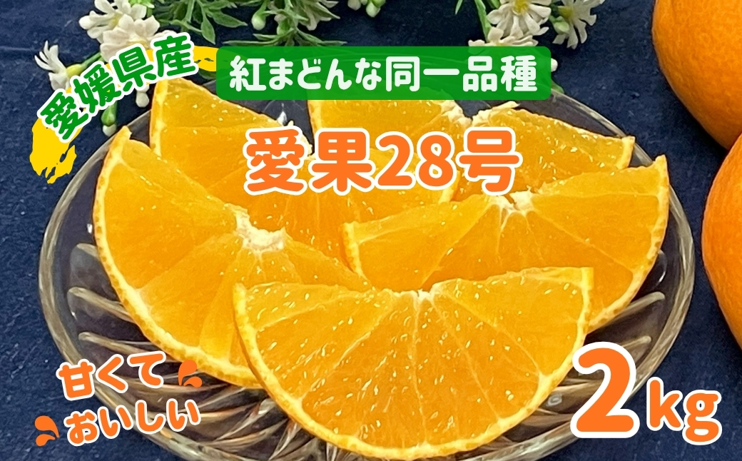 【2026年先行予約】愛果28号 2kg みかん 紅まどんなと同一品種 農園直送 【12月上旬から順次発送予定】 愛媛 数量限定 愛媛県産 人気 柑橘 伊予市｜B333