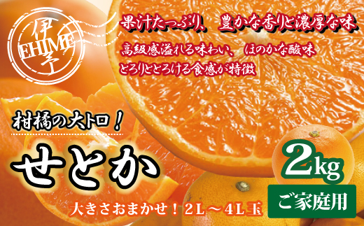 訳あり せとか 2kg ご家庭用 みかん 愛媛 人気 サイズミックス 柑橘 伊予市｜B235