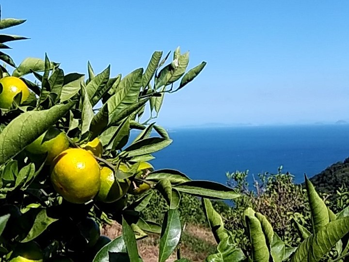 極æ©çã¿ãã 10kg ãå®¶åºç𠿥å1å· èŸ²åçŽé å
è¡äºçŽ ã9æäžæ¬ä»¥éé æ¬¡çºéã æåª æ°ééå® æåªçç£ äººæ° ææ© äŒäºåž | B227