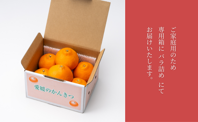 【間もなく終了】紅まどんな 1.5kg (5～13個) ご家庭用 愛媛みかん 愛果28号 紅マドンナ まどんな マドンナ みかん ミカン 蜜柑 果物 くだもの フルーツ 柑橘 かんきつ 柑橘類 愛媛果試第28号 あいか おすすめ 人気 お取り寄せ 国産 愛媛 伊予市【数量限定】＜2025年12月発送＞｜B249