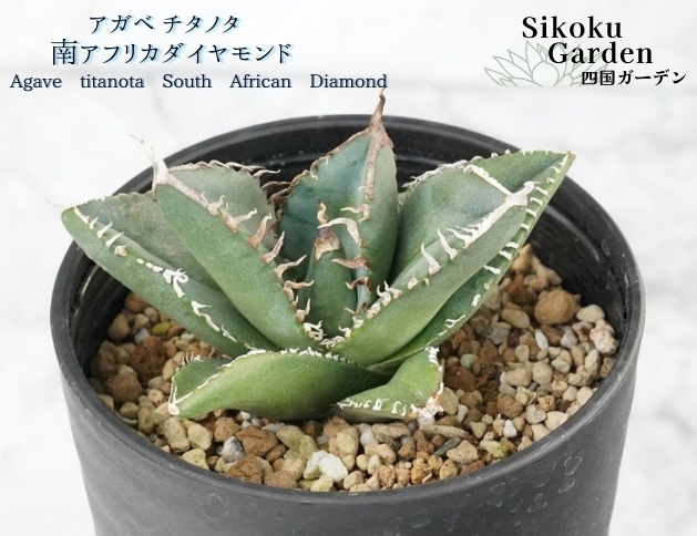 アガベ・チタノタ 「南アフリカダイヤモンド」 3.5号鉢 数量限定 四国ガーデン 人気 多肉植物  四国ガーデン 人気 観葉植物 グリーン リラックス ｜D49