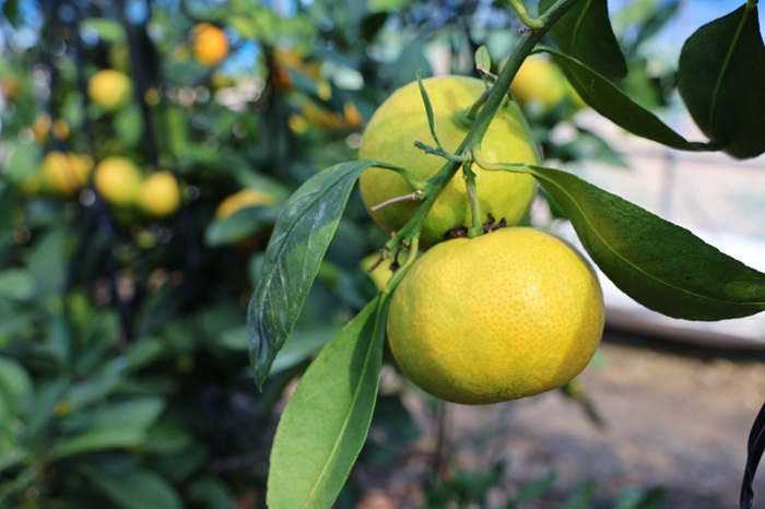 ã¿ãã æåª ã°ãªãŒã³ããŠã¹ã¿ãã æž©å®€ã¿ãã 2kg ã8æäžæ¬ããé æ¬¡çºéã å€ æ°ééå® ææ© ãã«ãŒã äŒäºåžïœB441