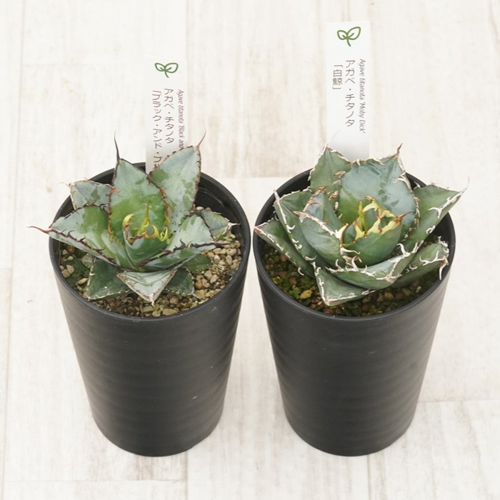 å€èæ€ç© ã€ã³ããªã¢ ã¢ã¬ã ãã¿ãã¿éå2çš® ã»ãã 3.5å·é¢ çœé¯š ãã©ãã¯ïŒãã«ãŒ ååœã¬ãŒãã³ äººæ° èŠ³èæ€ç© ã°ãªãŒã³ ãªã©ãã¯ã¹ äŒäºåžïœC134