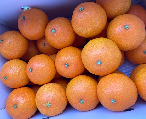 【2026年先行予約】 みかん 愛果28号 5kg Lサイズ バラ詰め 紅まどんなと同一品種 農園直送 【2026年11月中旬から順次発送予定】 愛媛 数量限定 愛媛県産 人気 柑橘 伊予市｜B529