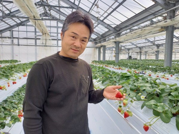 いちご 紅白いちご３種食べ比べセット 農園直送 （赤いちご２品種＋白いちご） くぼなか農園 数量限定 愛媛 人気 伊予市｜B20