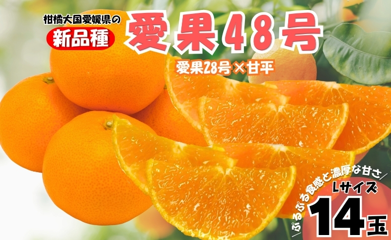 【2027年先行予約】みかん 愛果48号 Lサイズ 14玉 （贈答用）【2027年3月中旬より順次発送予定】 紅プリンセスと同一品種 農園直送 愛媛 数量限定 愛媛県産 人気 柑橘 伊予市｜B561