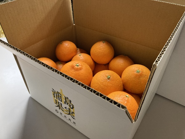 訳あり 愛果28号 5kg サイズミックス 【2026年12月中旬から順次発送予定】 紅まどんなと同一品種 みかん 愛媛 数量限定 先行予約 柑橘 伊予市｜B220