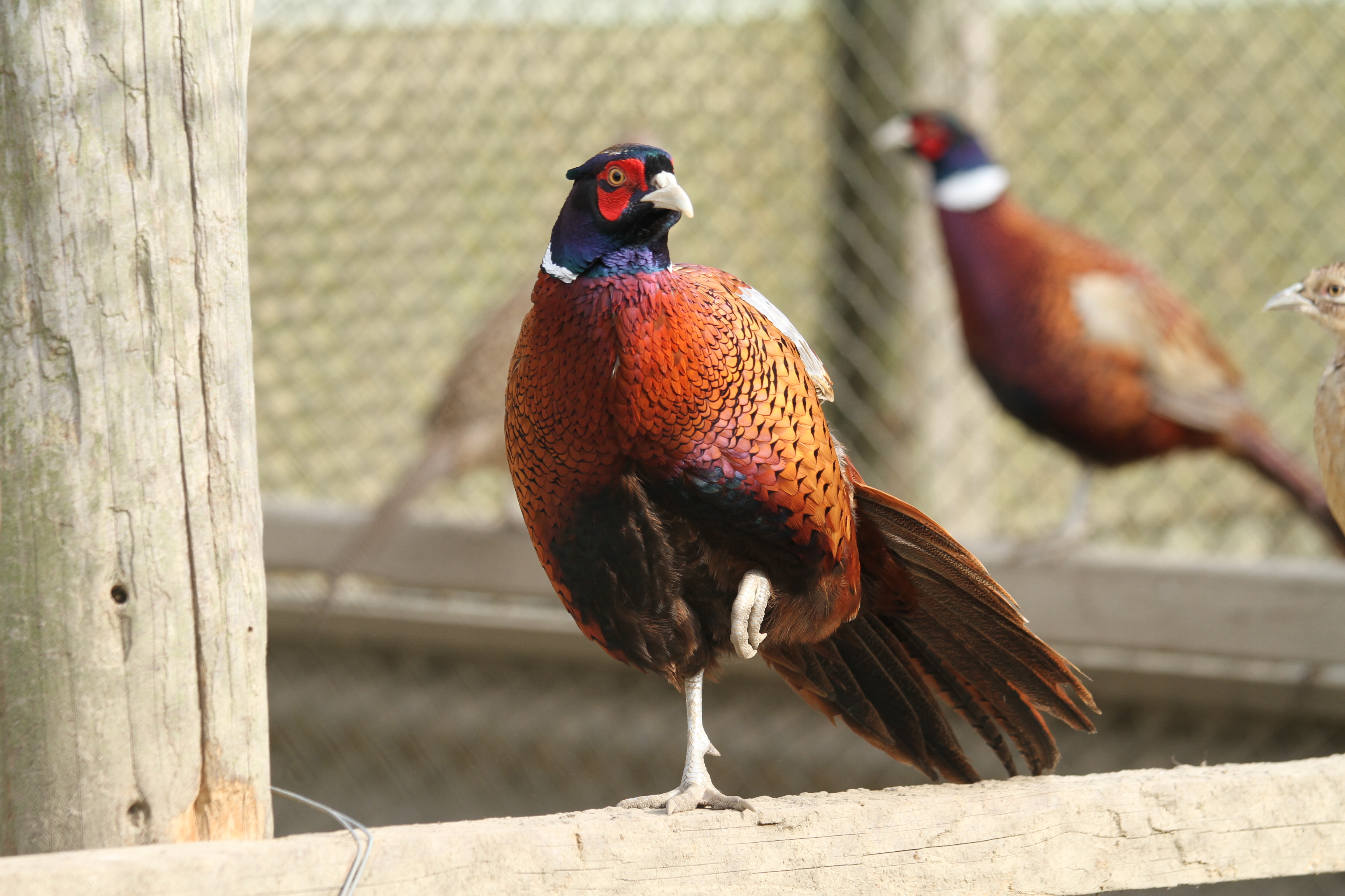 きじ鍋セット 2〜3人前 鬼北熟成きじ きじ肉 きじ出汁 濃縮スープ付き 鍋 愛媛｜B153