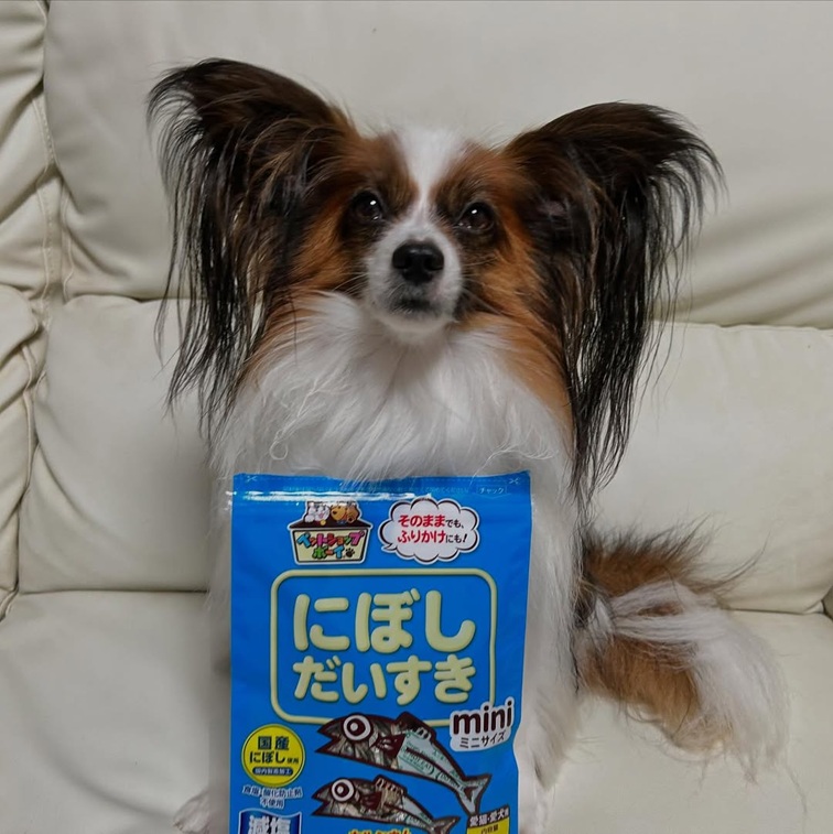 ペットフード マルトモ 減塩にぼしだいすきミニ 40g×15個セット おやつ にぼし 減塩 犬 猫 国産 国内加工 保存料 着色料 不使用 伊予市｜C154