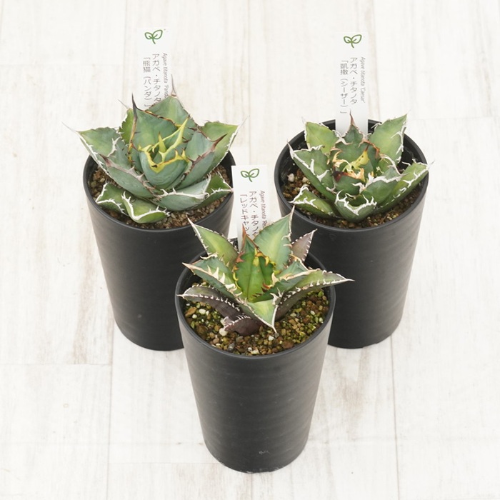 å€èæ€ç© ã€ã³ããªã¢ ã¢ã¬ã ãã¿ãã¿éå3çš® ã»ãã 3.5å·é¢ èµ€ç« ã·ãŒã¶ãŒ ãã³ã ååœã¬ãŒãã³ äººæ° èŠ³èæ€ç© ã°ãªãŒã³ ãªã©ãã¯ã¹ äŒäºåžïœD56