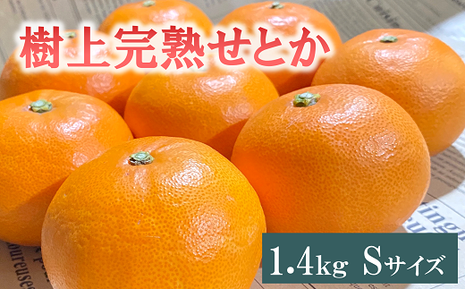 せとか 1.4kg 12玉 みかんのおと みかん 愛媛 先行予約 【2025年3月発送】 数量限定 愛媛県産 人気 柑橘 伊予市｜B322