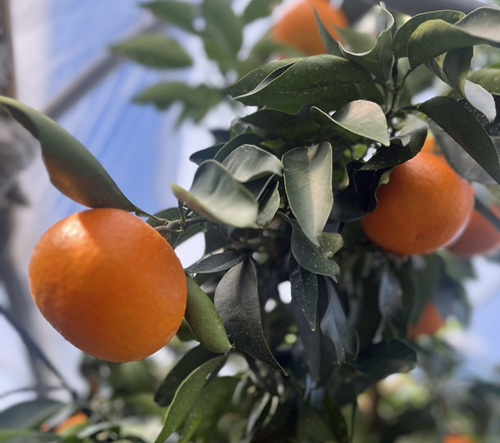 ã¿ãã æåª ææ28å· çŽ
ãŸã©ããªãšåäžåçš® 5kg å®¶åºçš äººæ° æ°ééå® å
è¡äºçŽ ææ© äŒäºåžã2026幎11æäžæ¬ä»¥éé æ¬¡çºéãïœC120