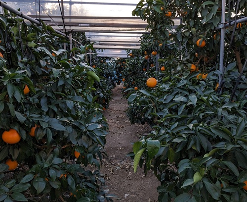 ã¿ãã æåª ææ28å· çŽ
ãŸã©ããªãšåäžåçš® 5kg å®¶åºçš äººæ° æ°ééå® å
è¡äºçŽ ææ© äŒäºåžã2026幎11æäžæ¬ä»¥éé æ¬¡çºéãïœC120