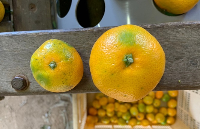 極æ©çã¿ãã 10kg ãå®¶åºç𠿥å1å· èŸ²åçŽé å
è¡äºçŽ ã9æäžæ¬ä»¥éé æ¬¡çºéã æåª æ°ééå® æåªçç£ äººæ° ææ© äŒäºåž | B227