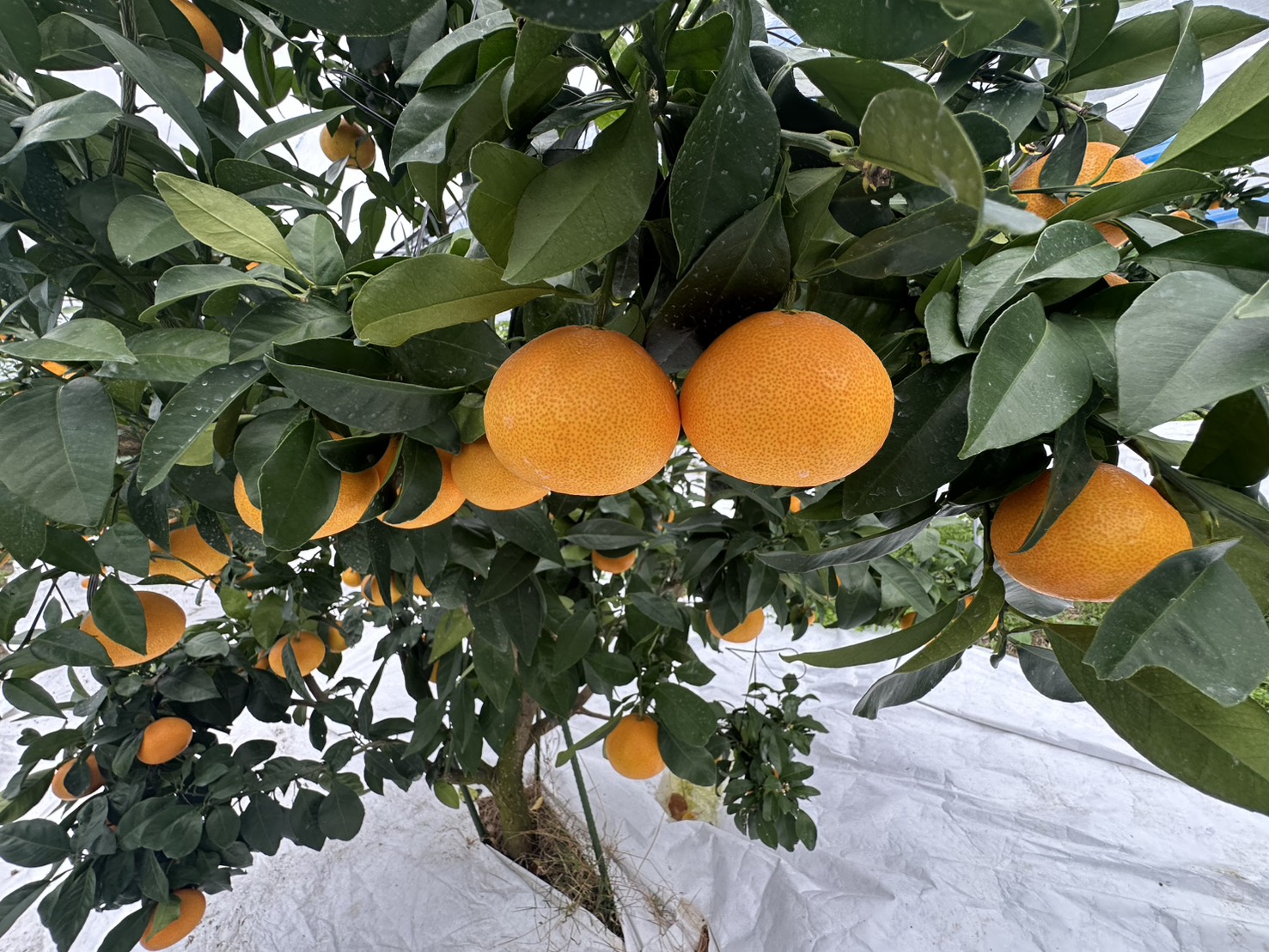 ã¿ãã ææ28å· Lãµã€ãº 12ç èŽççš çŽ
ãŸã©ããªãšåäžåçš® 蟲åçŽé å
è¡äºçŽ ã2026幎11æäžæ¬ããé æ¬¡çºéäºå®ã æåª æ°ééå® æåªçç£ äººæ° ææ© äŒäºåžïœ B531