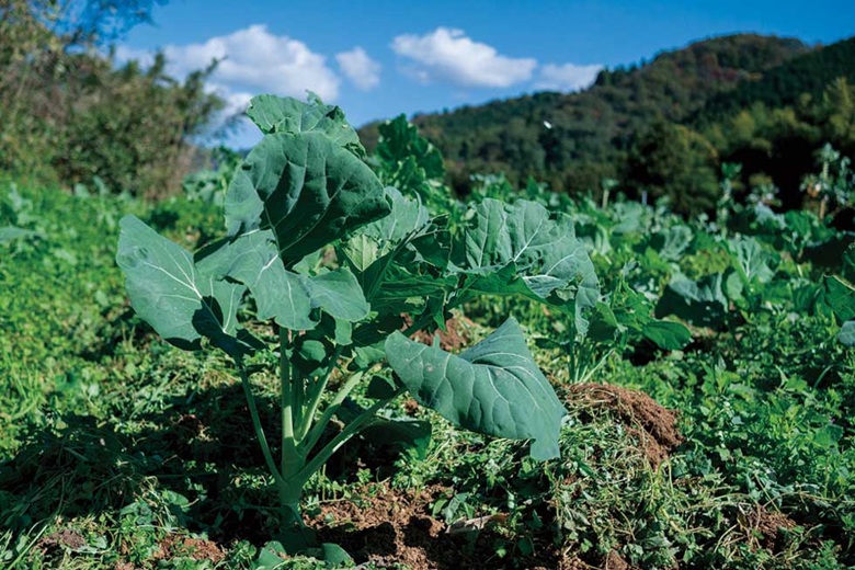 野菜 飲料 料理 ケール 30枚 国産 無農薬 朝どれ 新鮮 急速冷凍 遠藤青汁 伊予市 愛媛｜D86