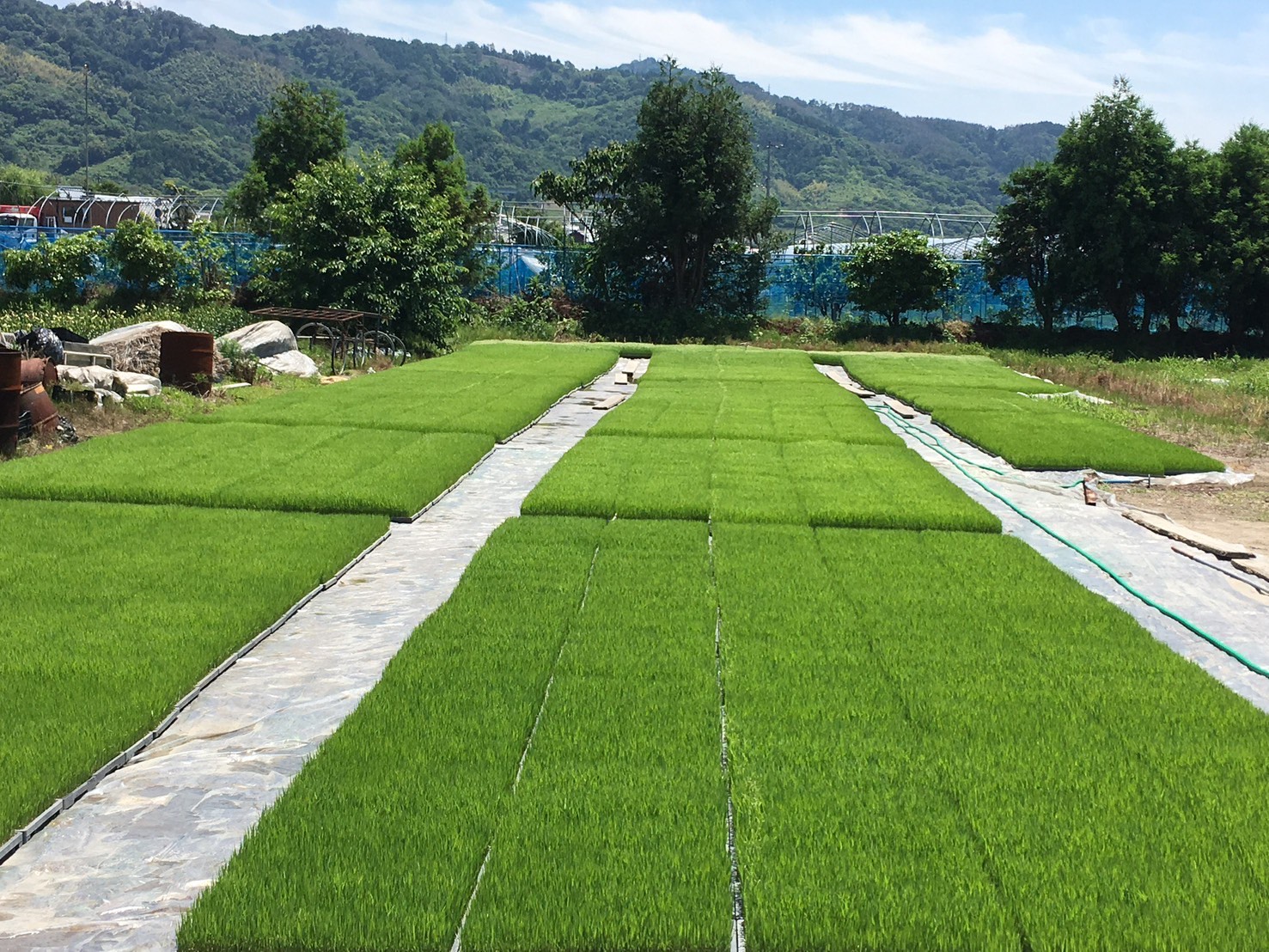 お米 令和7年産 5kg にこまる 特別栽培米  先行予約  【2025年11月以降発送】 精米 米 こめ コメ 白米 ごはん ライス 愛媛 伊予市｜C150