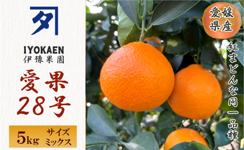 みかん 愛果28号 サイズミックス  約5kg ご家庭用 【11月下旬から順次発送予定】 紅まどんなと同一品種 愛媛 人気 柑橘 国産 フルーツ 伊豫果園 伊予市｜C107