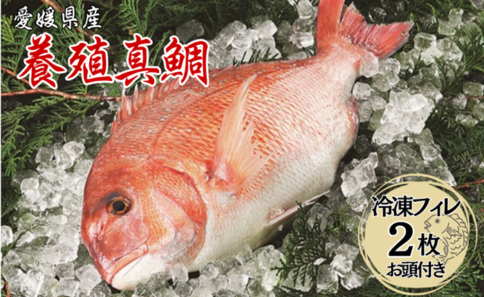 鯛 愛媛 愛媛県産養殖真鯛フィレ2枚（お頭付き冷凍）送料無料 宇和海 養殖 海の幸 海鮮 真鯛 お頭付き フィレ ロイン 冷凍 HACCP認定 新鮮 生食 刺身 伊予市｜B10