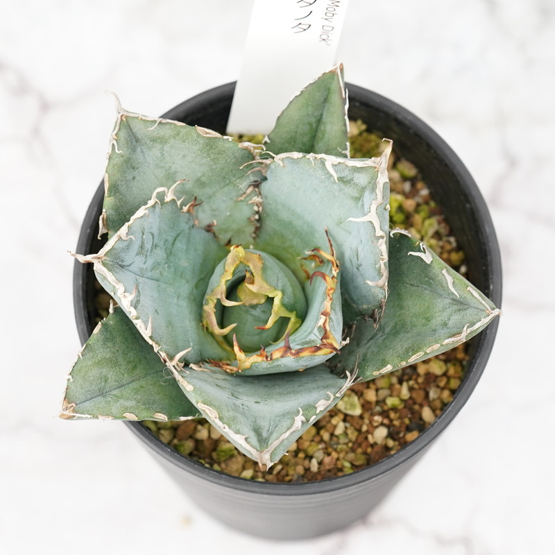 アガベ・チタノタ ”白鯨” 4.5号鉢 四国ガーデン 人気 多肉植物 インテリア 観葉植物 グリーン リラックス｜C74