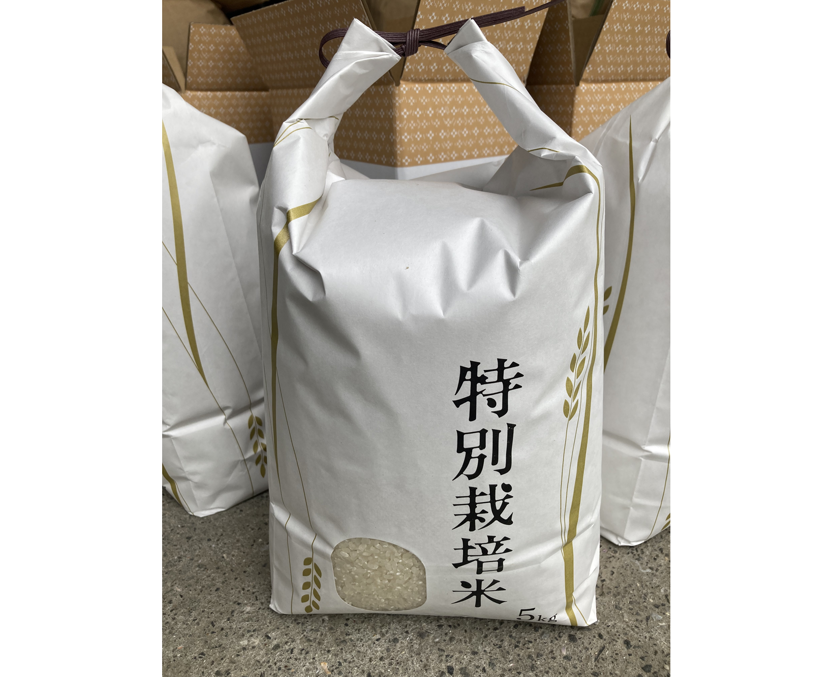 お米 令和7年産 5kg にこまる 特別栽培米  先行予約  【2025年11月以降発送】 精米 米 こめ コメ 白米 ごはん ライス 愛媛 伊予市｜C150