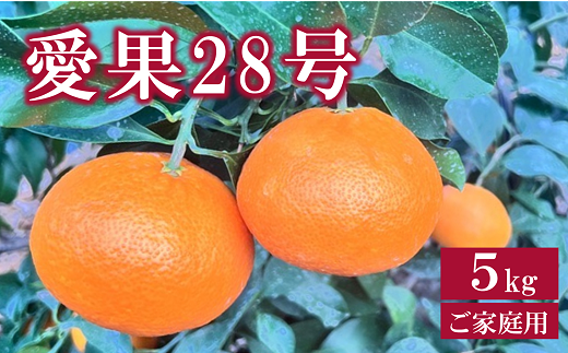 愛果28号 5kg ご家庭用 農園直送 先行予約 12月発送 愛媛 数量限定 愛媛県産 人気 柑橘 伊予市｜B256