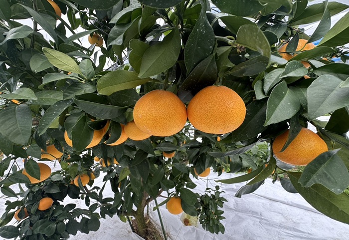 【2026年先行予約】 みかん 愛果28号 5kg Lサイズ バラ詰め 紅まどんなと同一品種 農園直送 【2026年11月中旬から順次発送予定】 愛媛 数量限定 愛媛県産 人気 柑橘 伊予市｜B529