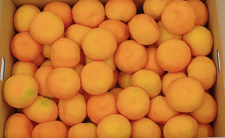 ハウスみかん ご家庭用 5kg 【7月下旬から順次発送予定】 みかん 人気 数量限定 柑橘 愛媛 伊予市｜D126