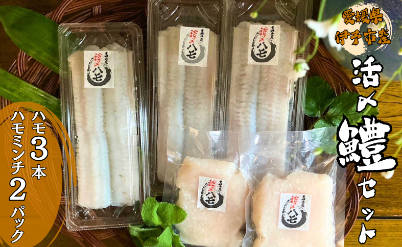 鱧 活〆ハモ3本 ハモミンチ130g×2 愛媛県 伊予市｜B266