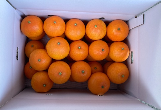 【2026年先行予約】 みかん 愛果28号 5kg Lサイズ バラ詰め 紅まどんなと同一品種 農園直送 【2026年11月中旬から順次発送予定】 愛媛 数量限定 愛媛県産 人気 柑橘 伊予市｜B529