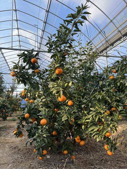 【2026年3月発送予定】訳あり 愛果48号 3kgご家庭用 農園直送 みかん 愛媛 人気 数量限定 先行予約 柑橘 伊予市｜B444