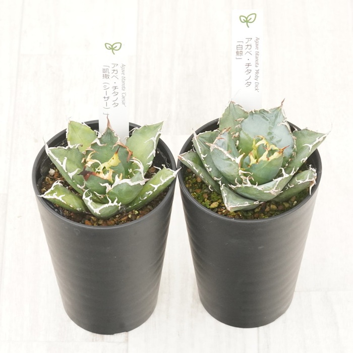 多肉植物 インテリア アガベ チタノタ銘品3種 セット 3.5号鉢 白鯨 赤猫 シーザー 四国ガーデン 人気 観葉植物 グリーン リラックス 伊予市｜D55