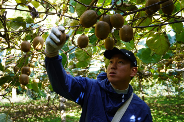 キウイ 2kg 愛媛 国産キウイフルーツ ヘイワード 【2024年11月配送】 数量限定 伊予市｜A20