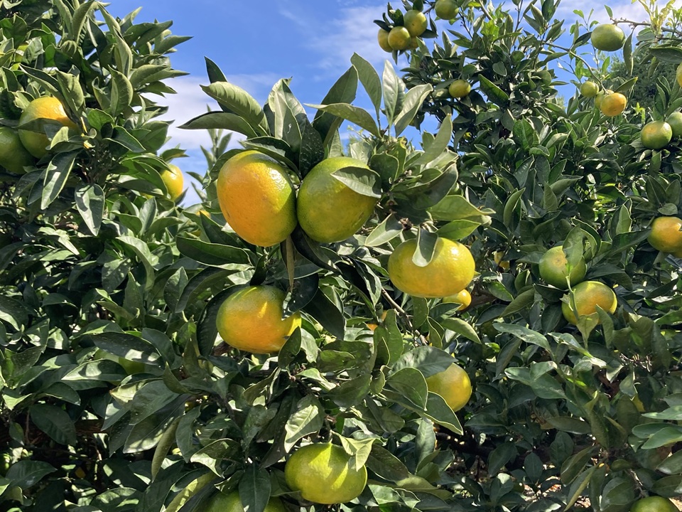 極æ©çã¿ãã 10kg ãå®¶åºçš 蟲åçŽé å
è¡äºçŽ 10æçºé æåª æ°ééå® æåªçç£ äººæ° ææ© äŒäºåžïœB254