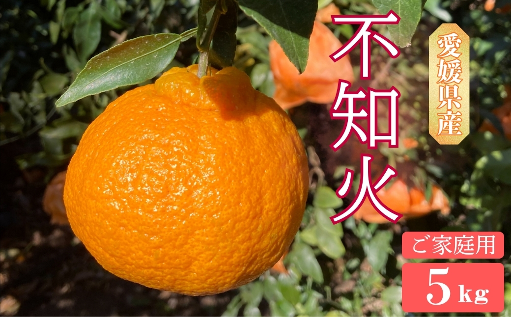 不知火 5kg ご家庭用 農園直送 先行予約 2026年4月発送 愛媛 数量限定 愛媛県産 人気 柑橘 伊予市｜B536
