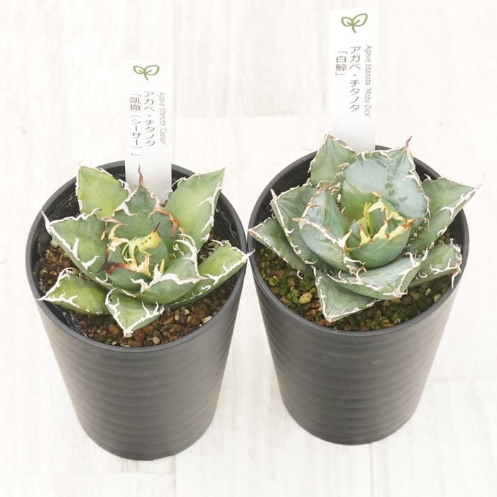 多肉植物 インテリア アガベ チタノタ銘品3種 セット 3.5号鉢 白鯨 赤猫 シーザー 四国ガーデン 人気 観葉植物 グリーン リラックス 伊予市｜D55