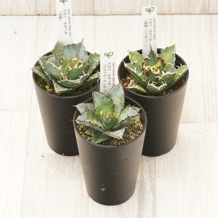 多肉植物 インテリア アガベ チタノタ銘品3種 セット 3.5号鉢 白鯨 シーザー ブラック＆ブルー 四国ガーデン 人気 観葉植物 グリーン リラックス 伊予市｜D54