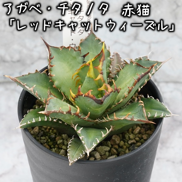 アガベ・チタノタ 「レッドキャット・ウィーズル」 3.5号鉢 四国ガーデン 人気 多肉植物 インテリア 観葉植物 グリーン リラックス | B448